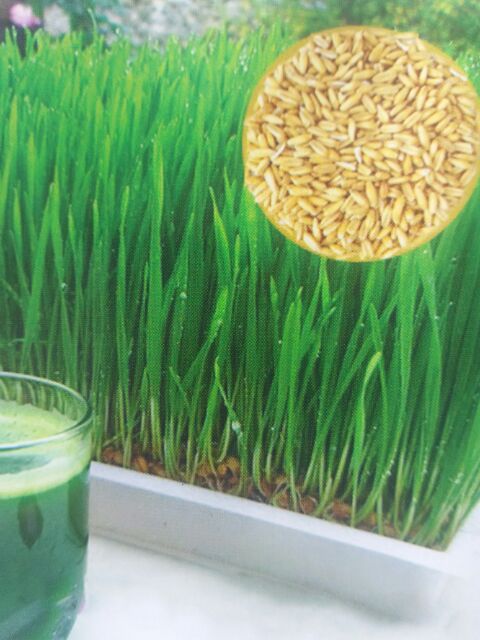 Hạt giống cỏ mèo 100g tỉ lệ nảy mầm cao, hàng cty đóng gói sẵn k san lẻ