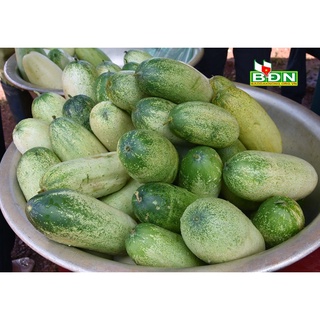 Hạt giống dưa chuột mèo 30 hạt / gói