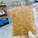 Bá Tử Nhân Loại 1  Sao vàng hạ thổ 100 gram.