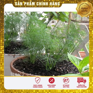 Hạt giống rau gi vị COMBO 08 Loại