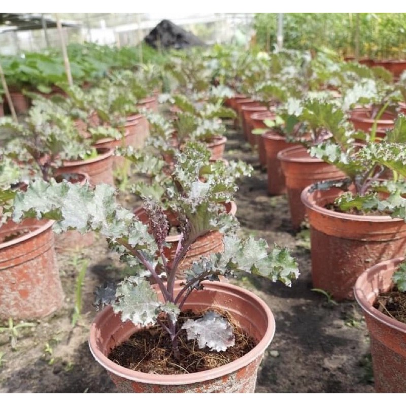 Cải Kale Tím scarlet