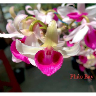 Hoa lan giả hạc Bệt Pháo Bay