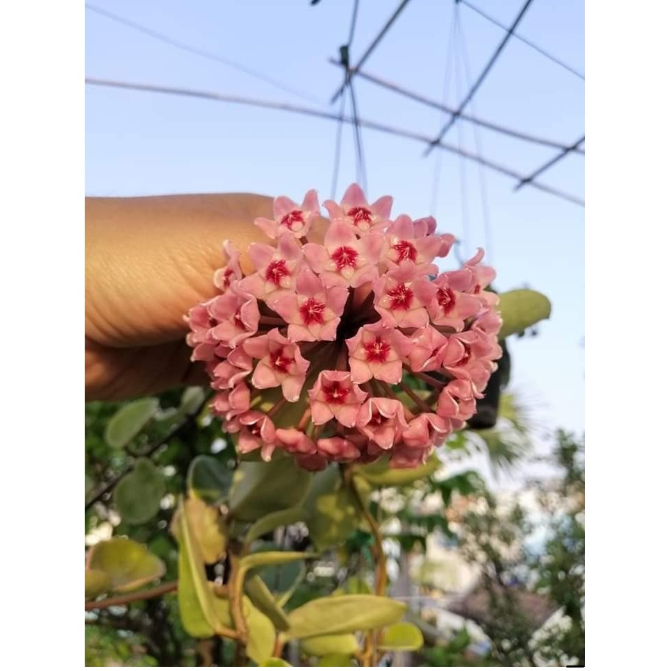 LAN CẦM CÙ ĐỦ MẶT HOA, CÂY TƯƠI ĐẸP GỬI ĐI NGUYÊN BẦU ĐẸP