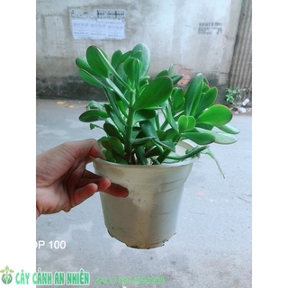 Cây Ngọc Bích