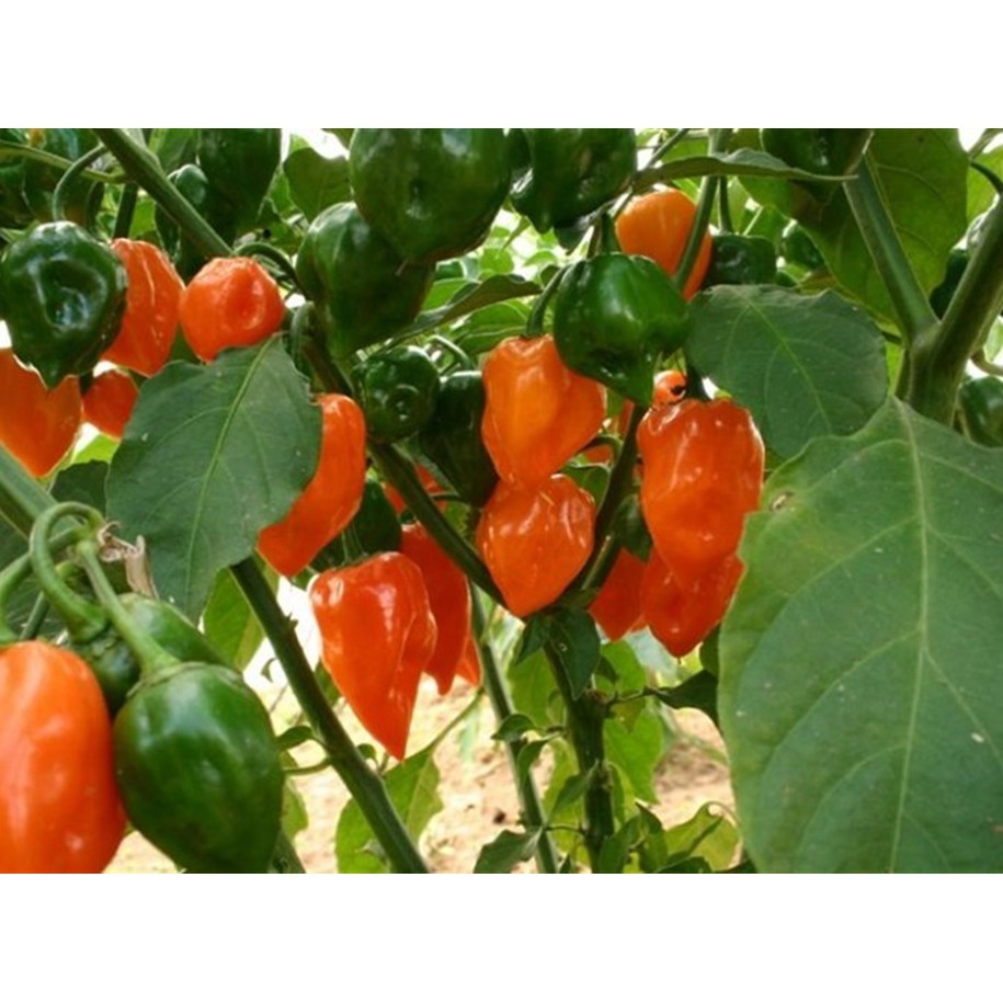 Hạt giống ỚT CAY NHẤT THẾ GIỚI HABANERO