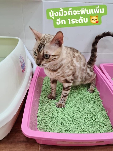 Cát đậu nành cho mèo đi vệ sinh CATURE Tofu Pellet 5.5L