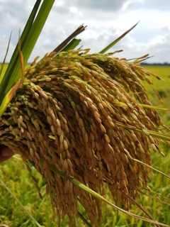 Gạo Thơm Lài AAA ( 1kg)