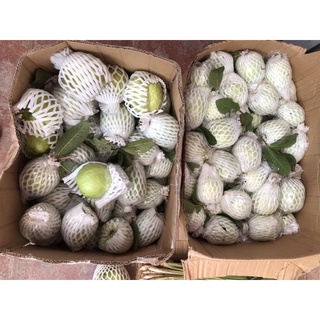Ổi Lê 35k/kg