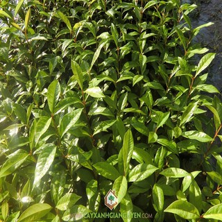 cây lá vối nếp giống (cây chè vối nếp giống)