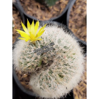 Xương rồng M.baulmi crest