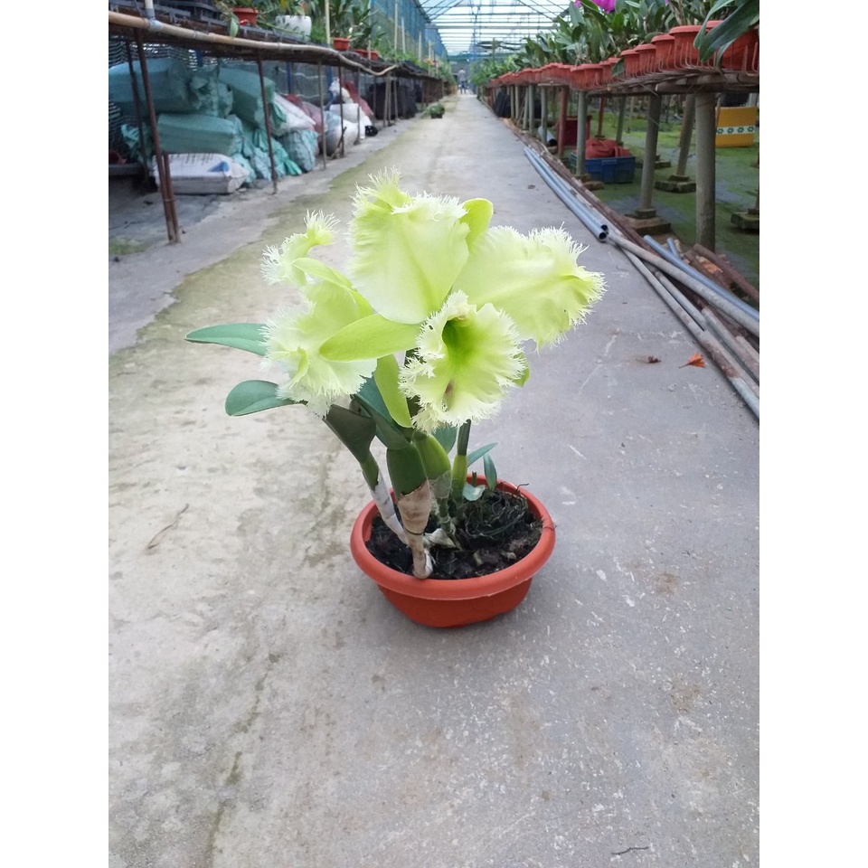 Hoa lan cattleya : Lông Heo