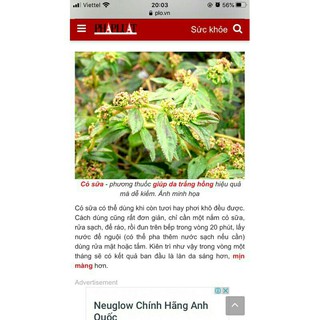 cỏ  sữa  lá lớn(1kg)