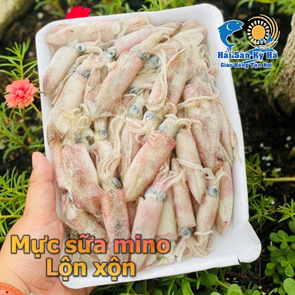 Giá sỉ 1Kg Mực Sữa - Q12