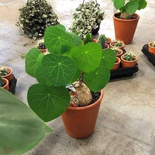củ bình vôi =>củ nhỏ