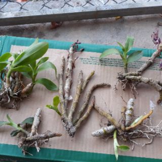 Trầm tím thân nù.đang nụ