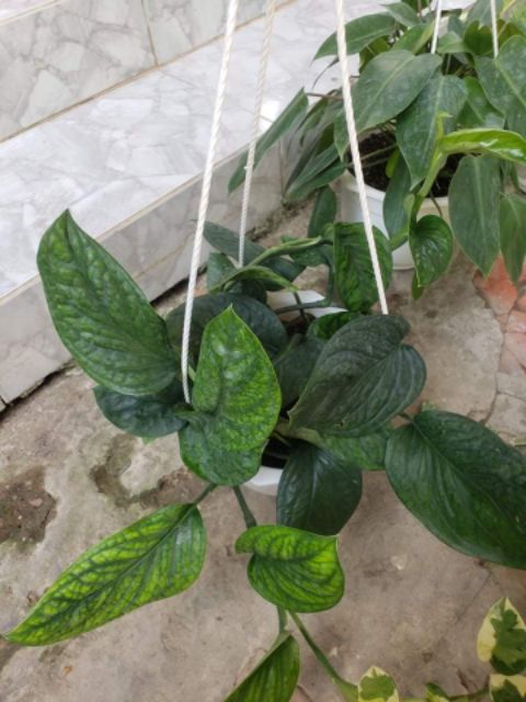 Trầu Bà Hạnh Phúc