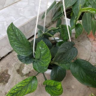 Trầu Bà Hạnh Phúc