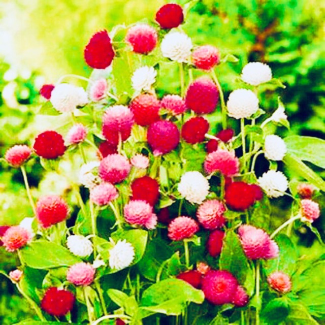Hạt Giống Hoa Cúc Nút Áo/Cúc Bách Nhật Hỗn Hợp gói 0.5gr
