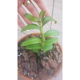 (giảm giá) Phi điệp 5ct Phú Thọ