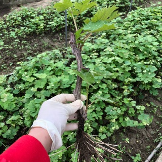 Nho hạ đen chịu nhiệt, không hạt- trường đại học nông-lâm bắc giang