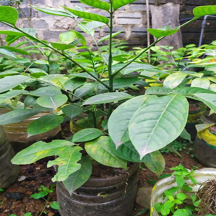 CÂY HÚNG VỊT,  cây giống của SHOP LINH CHÂU chuyên bán hàng uy tín, lấy chất lượng làm đầu