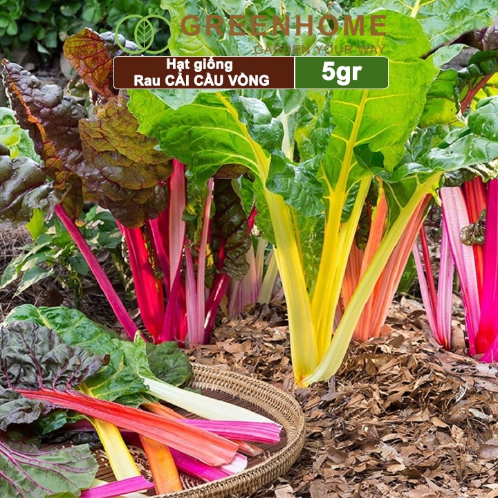 Hạt giống rau Cải cầu vồng Greenhome, gói 5gr, sinh trưởng mạnh, năng suất cao R06
