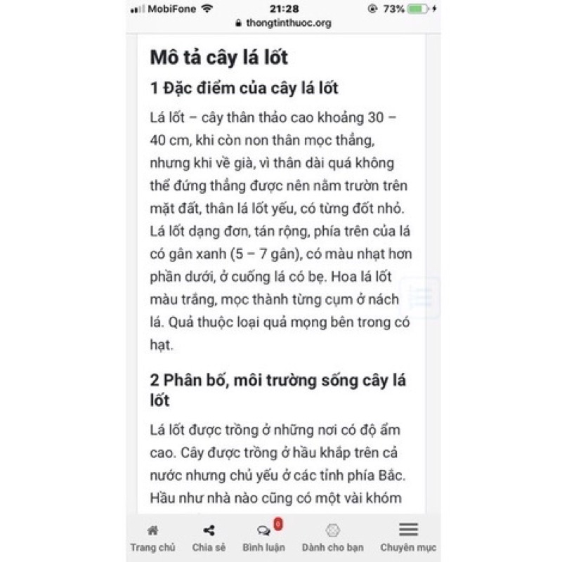 Combo Chậu gồm 5 cây lá lốt
