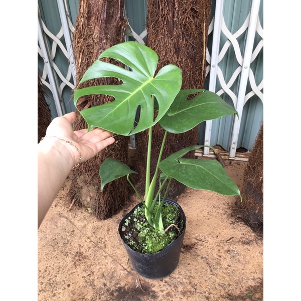 Monstera Deliciosa