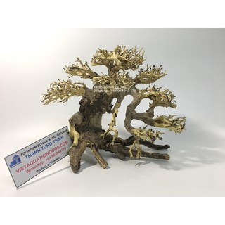 Cây Lũa Bonsai Thủy Sinh Dáng Đẹp Size Mini 15x12cm - Trang Trí Hồ Cá BS11