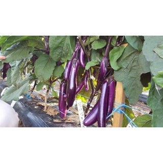 Cà Tím Tươi(1kg)