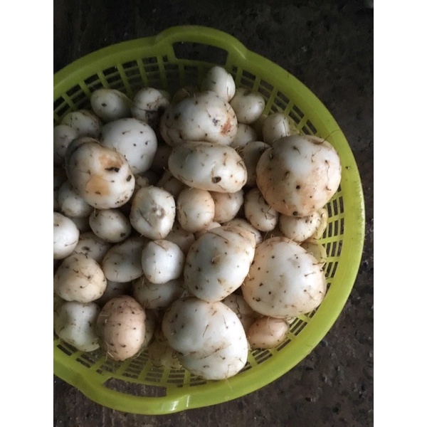 Bột Nưa Nguyên Chất 100%