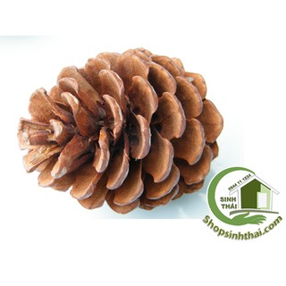 Quả thông khô tự nhiên màu nâu - chọn quả ( chọn quả )