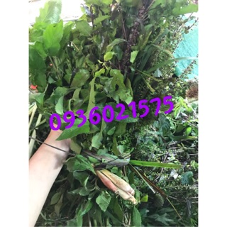 Lá xông (Tươi-Khô)