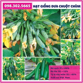 Hạt giống dưa chuột chùm - gói 0,5 gam - dưa chuột bao tử F1 - Dưa leo chùm