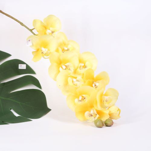 [ẢNH SHOP CHỤP] HOA PHONG LAN Orchid thân cành lớn trang trí nhà Tết hội nghị tiệc cưới