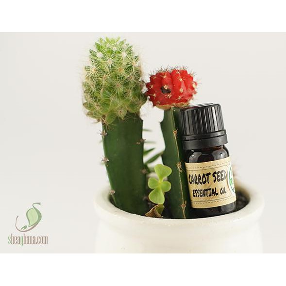 SHEAGHANA - TINH DẦU HẠT CÀ RỐT (CARROT SEED SEED ESSENTIAL OIL)  5ML