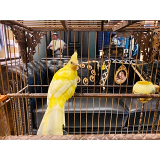 Phụ Kiện Chim Cảnh HOA ANH