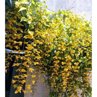 Cây Lan hoàng dương