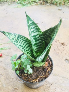 Lưỡi hổ xanh