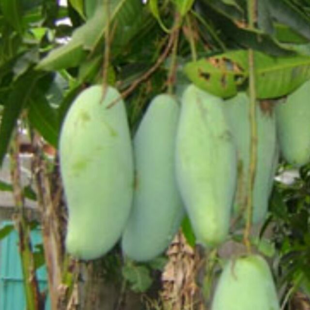 Cây xoài đl