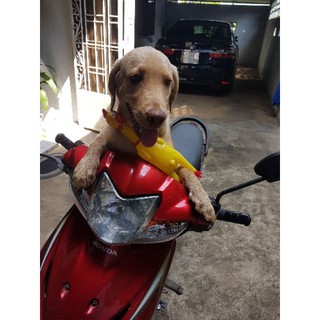 Gà Cao Su Nhựa La Hét