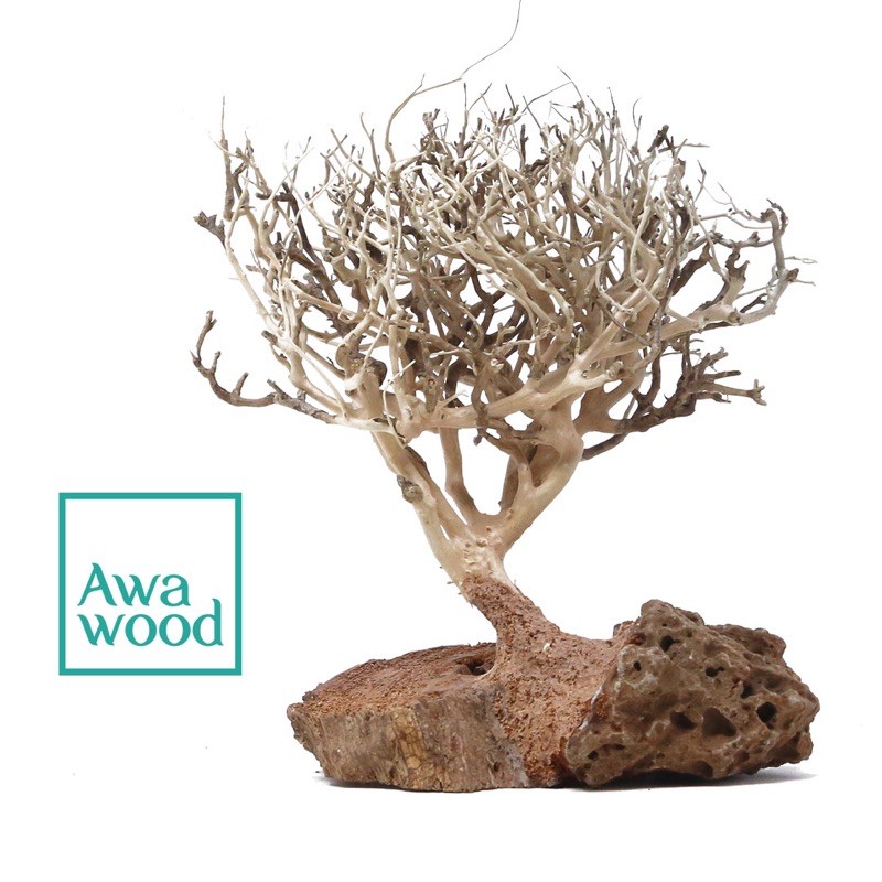 Lũa bonsai tự nhiên cao 10 cm