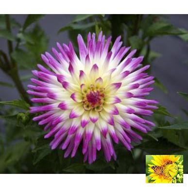 Hạt giống Thược dược xương rồng 15 hạt