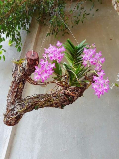 Combo 5 cây hoa lan quế tím bóc rừng, lá hơi vàng héo nhưng cây rất khỏe