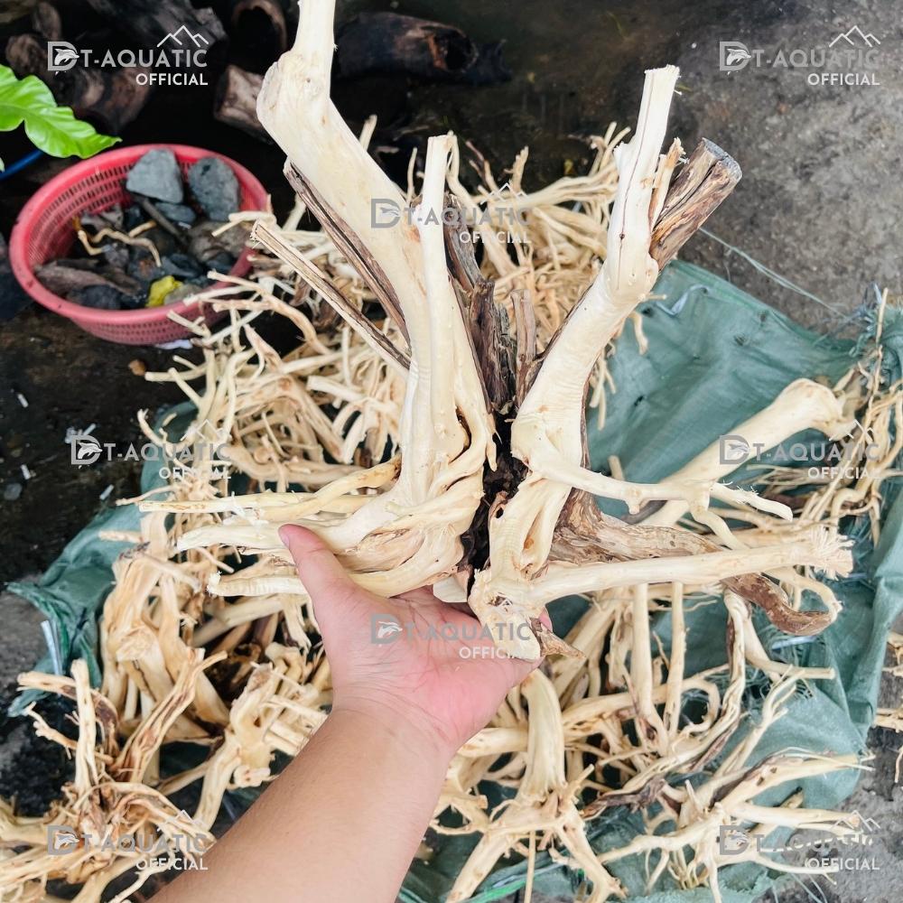 Lũa Thủy Sinh Hải Sa Quỳ (Chọn Theo Kích Thước hồ) Hàng Đẹp - Trang Trí Bể Cá Cảnh, Setup Bể Thủy Sinh