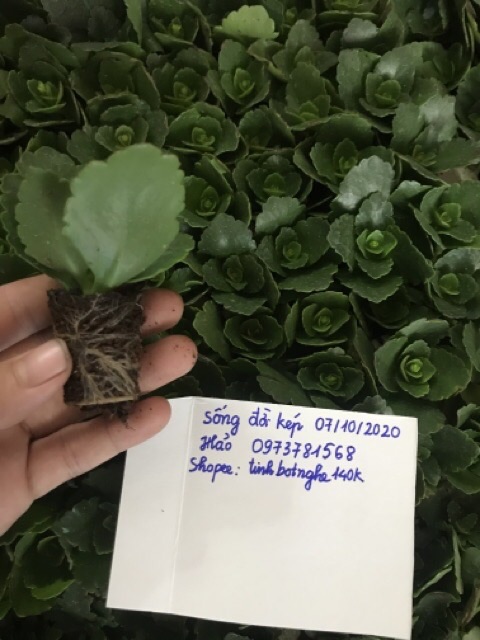 Cây sống đời thái kép đủ màu