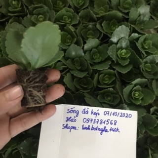 Combo cây bỏng thái đủ 3 màu