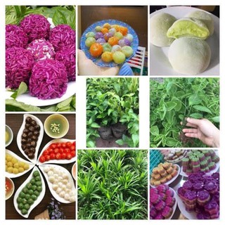 Cây lá nếp ( lá dứa) 10k/cây , lá cẩm 30k/ bầu 5 cây