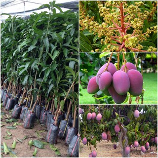 Cây giống xoài tím, cây xoài tím 8 tháng ra quả (cao 60-70cm) -Hocviennongnghiep.vn