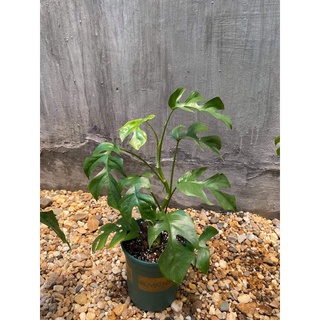 Philodendron rhaphidophora- mons mini